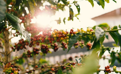 Bwindi Coffee: koupí kávy z Ugandy můžete pomáhat i vy