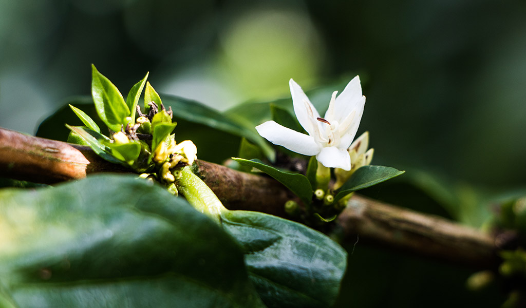 Z plantáže až do hrnku: Jak probíhá pěstování a pražení kávy?