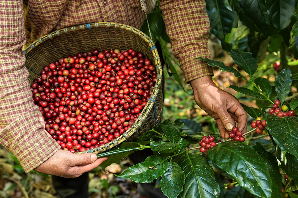 Organická káva znamená šetné zacházení s přírodou