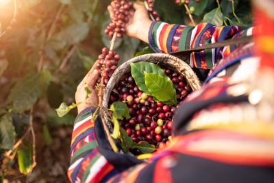 Sběračka na kávové plantáži