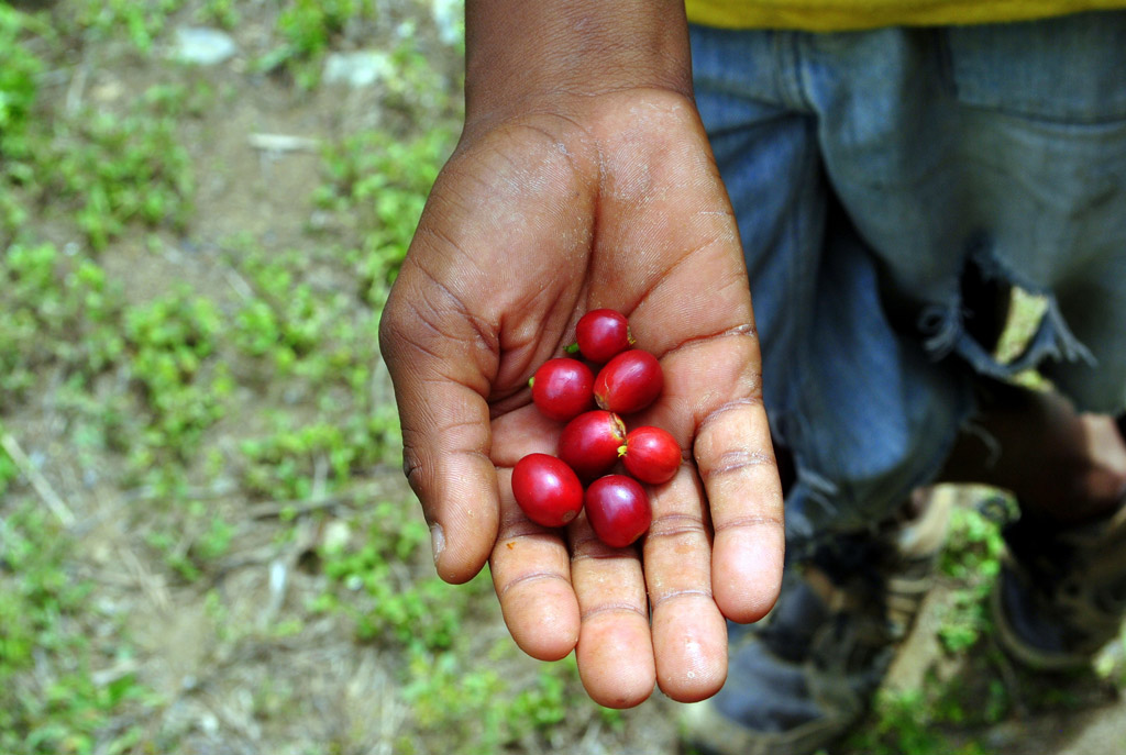 Jamaica Blue Mountain - kávový klenot ze srdce Karibiku